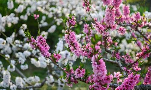 济南百花公园花开了吗_济南百花公园碧桃花开放时间