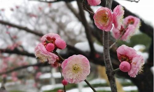 红梅公园梅花节_红梅公园梅花什么时候开