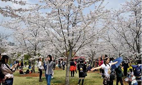 顾村公园樱花节门票老人票,顾村公园樱花节老年人免票吗