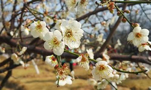 广州萝岗香雪公园梅花什么时候开,广州萝岗香雪公园梅花开了吗现