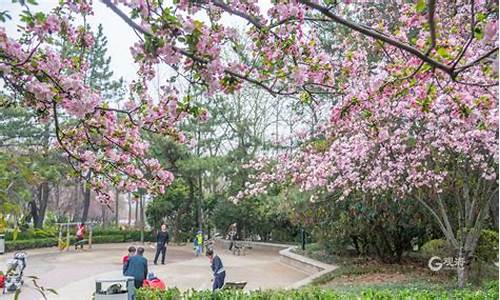 李村公园海棠花,张庄海棠花园