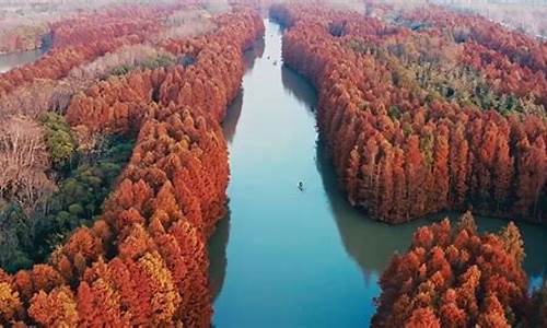 奉贤海湾森林公园,奉贤海湾森林公园梅花节