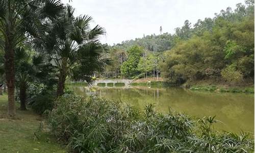 龙岗龙城公园有桑树吗,深圳龙岗哪个公园有桑叶