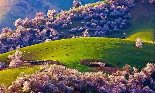 春季旅游景点推荐新疆_春季旅游景点推荐新疆有哪些