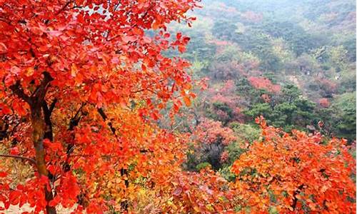 北京香山公园红叶,北京香山公园红叶图片