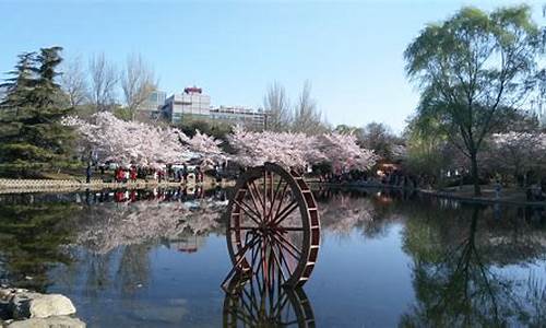 2020北京玉渊潭樱花节预约,2013北京玉渊潭公园樱花节