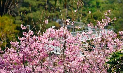 狐尾山公园樱花谷在哪里-狐尾山公园樱花几月开