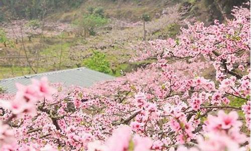 春季旅游景点推荐重庆-重庆春游去哪玩